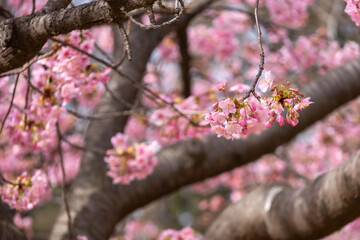 満開の河津桜のクローズアップ