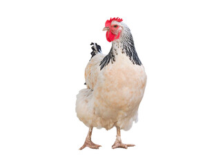 Fototapeta premium White chicken hen with black neck, chickens are economically important animal that is popular raise worldwide, cutout concept for farm, yard or chicken run, isolated object on transparent background.