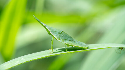 Obraz premium Tiny green insect perches on leaf.
