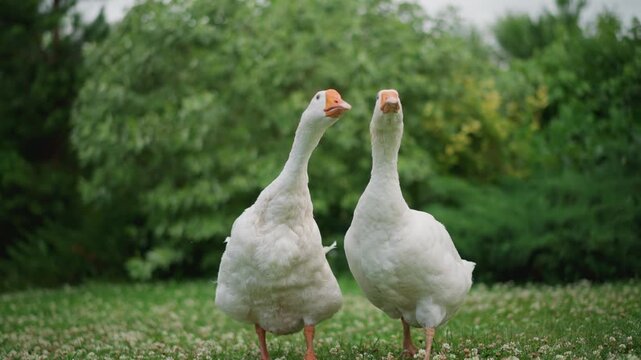Two geese strutting across clover lawn with wingspread and playful display, green shrub backdrop, synchronized social behavior and courtshiplike interaction, vivid outdoor wildlife moment