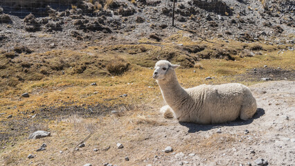The white llama is resting. The animal is lying quietly on the ground, looking away. Head up, branch in mouth. Dry yellow grass on the soil. Peru. © Вера 