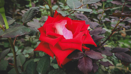 Fototapeta premium red rose in the garden