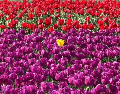 A solitary yellow tulip surrounded by tulips of other colors