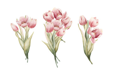 Fototapeta premium Pink Tulip Bouquet Set Spring Bulb Flowers. Watercolor hand drawn floral illustration isolated on white background for Easter Woman's day design textile fresh print card cosmetic package crockery