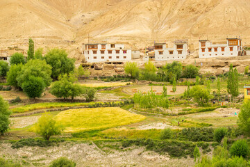 Fototapeta premium Wheat field and Himalayan village at Fotu La, high mountain pass on the Srinagar-Leh highway in Ladakh, India. It is the highest point on this highway, located within the Zanskar Range.