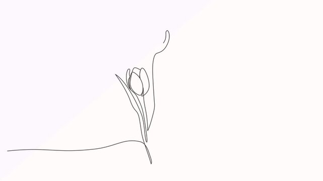 flowers Continuous one line art drawing,Minimalist contour drawing of tulip. Continuous line drawing of flower tulip,