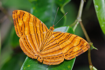 Intermediate Maplet butterfly resting on green leaf in Thailand © Stéphane Bidouze
