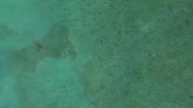 Group of sea turtles swimming gracefully across clear, shallow ocean water, viewed from an aerial perspective. Marine life habitat. Dramatic aerial view overflight flyover drone