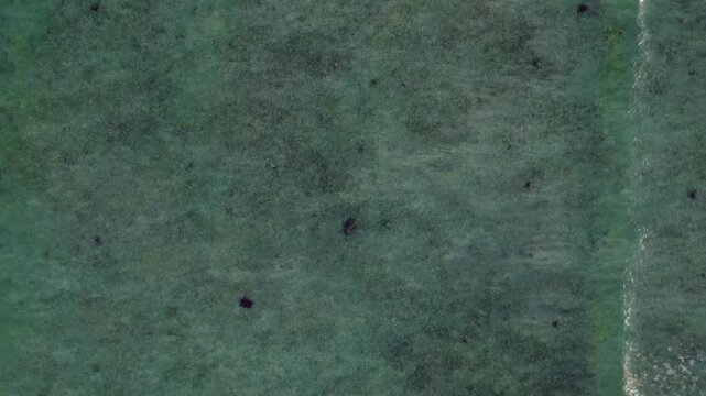 Group of sea turtles swimming gracefully across clear, shallow ocean water, viewed from an aerial perspective. Marine life habitat. Unique aerial view drone shot from above