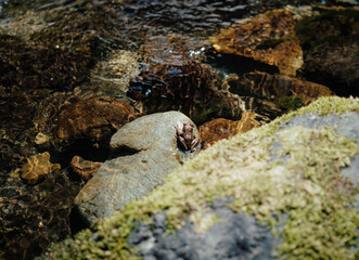 ajika Frog (Buergeria buergeri) Resting on Rock in Clear Mountain Stream © 翔 江田