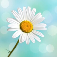 Naklejka premium Close-up of a white daisy against a soft teal background