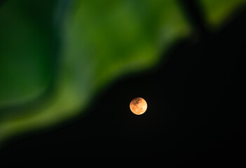 The Worm Moon total lunar eclipse, the last full moon of winter, the Moon moves from right to left as it passes through Earth's shadow. The Moon was taking on a coppery red hue, known as "Blood Moon." © Soumyabrata