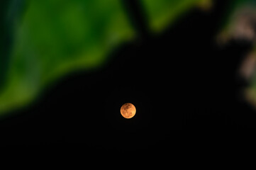 The Worm Moon total lunar eclipse, the last full moon of winter, the Moon moves from right to left as it passes through Earth's shadow. The Moon was taking on a coppery red hue, known as "Blood Moon." © Soumyabrata