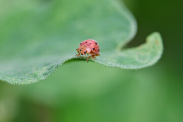 Ladybug on a Green Leaf