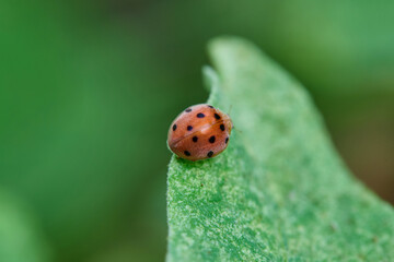 Ladybug on a Green Leaf