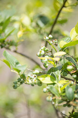 ブルーベリーの実