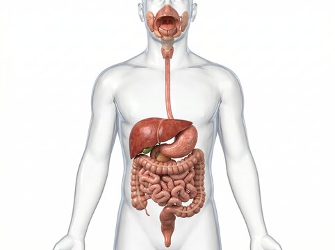 Human Digestive System Anatomy Illustration Male Torso With Gastrointestinal Organs Isolated