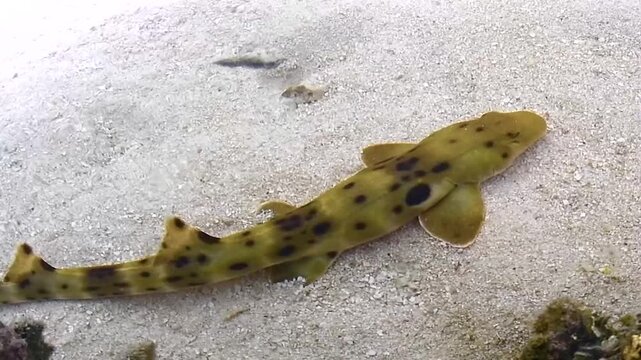Slow motion video of an epaulette shark resting on the sandy seabed in very shallow water of a coral lagoon at Heron Island, Queensland, Australia.