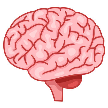 Human Internal Organs. Human Brain.