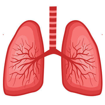 Human Internal Organs. Human Lungs.