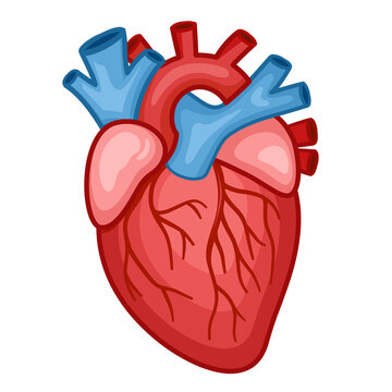 Human Internal Organs. Human Heart.