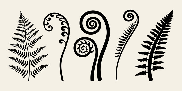Black fern fronds and koru spirals depicted in a minimalist style