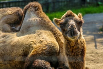 Camel funny face