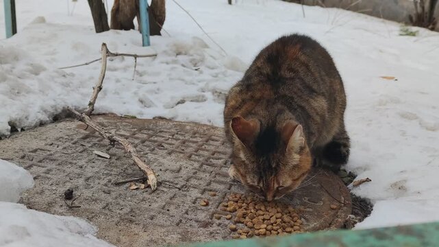 Close-up tricolor stray cat eating dry food winter outdoors feeding young ownerless kitten green eyes, torn ear tip warming on manhole cover, snow background animal care concept behavior wild kitty