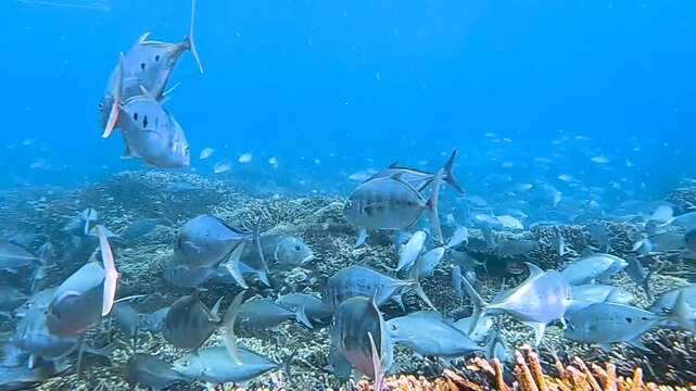 Slow motion video of a giant trevally cruising above millions of glass fish over a coral reef at Lady Elliot Island, Great Barrier Reef, Queensland, Australia.