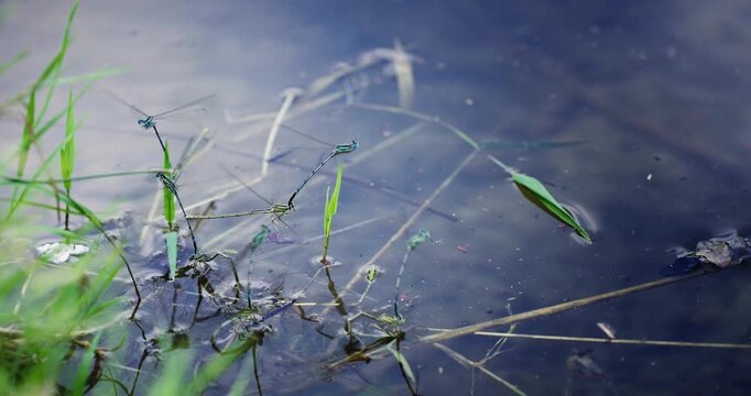 Dragonfly insect couple mating in lake, slow motion selective focus isolated cinematic shot