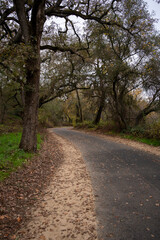 Fototapeta premium Autumn Pathway Through Quiet Forest