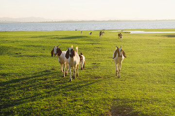 Fototapeta premium Goat pasture in a natural setting.
