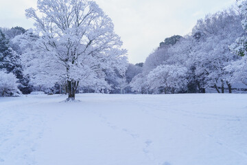 雪の降る日本の公園｜千葉県千葉市・泉谷公園