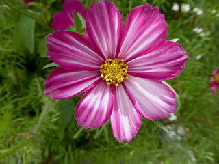 Fototapeta premium Pretty Flowers at Sichuan China