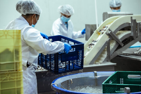 Quality control staff member inspects incoming fish batch beside stainless steel hopper in regulated manufacturing plant, inbound material verification, traceability documentation food safety system.