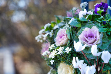 冬の花壇を彩る葉牡丹