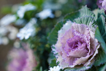 冬を彩るハボタンのアップ