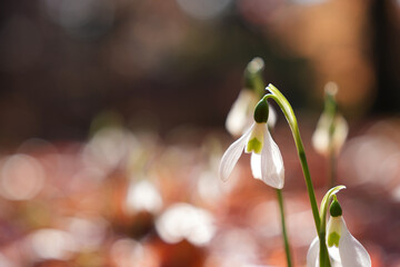 やわらかな光に包まれたスノードロップ
