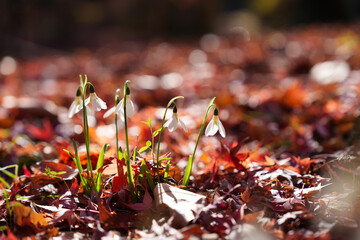 紅葉の中に咲くスノードロップ
