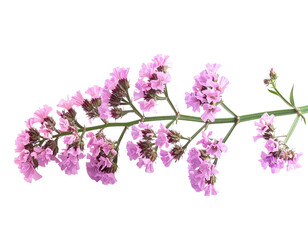 Single stem of coral limonium blossoms isolated on a transparent background, PNG
