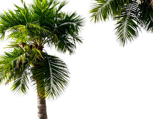 Fototapeta premium Tropical palm tree isolated on a transparent background, PNG