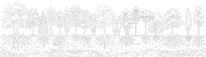 Comprehensive Cross Section of Various Trees and Underground Root Systems Line Art Illustration © Dileesha