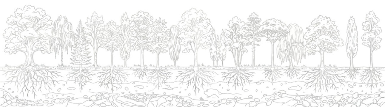 Comprehensive Cross Section of Various Trees and Underground Root Systems Line Art Illustration