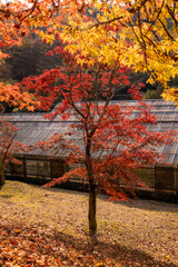 Scenic Autumn trees and fall foliage located in Jinju, South Korea