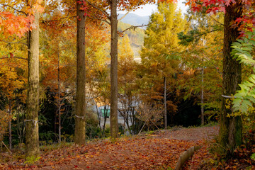 Scenic Autumn trees and fall foliage located in Jinju, South Korea