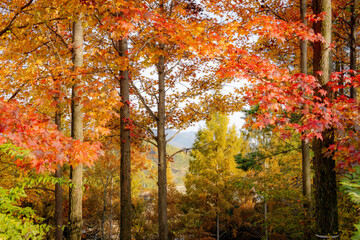 Scenic Autumn trees and fall foliage located in Jinju, South Korea