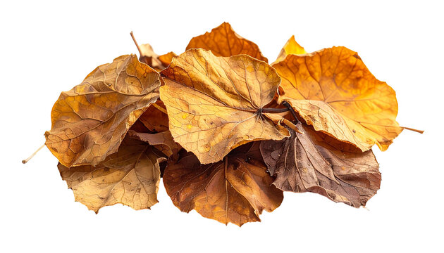 Collection of vibrant yellow autumn leaves isolated on a transparent backdrop perfect for fall-themed design elements and seasonal creative projects