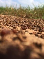 Red harvester ants swarming around underground nest entrance in dry soil.