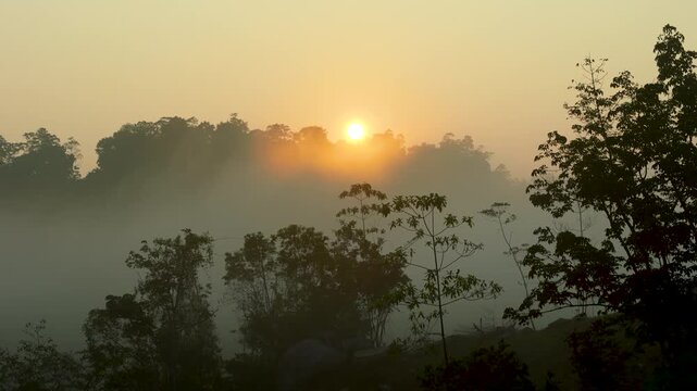 4K bright sun rising over a misty tropical tree canopy in the early dawn
