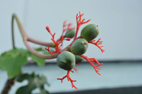 Close-up of green seed pods and red coral-like flowers of Jatropha podagrica or Buddha belly plant, exotic succulent botanical detail for nature, gardening, and tropical flora landscape photography